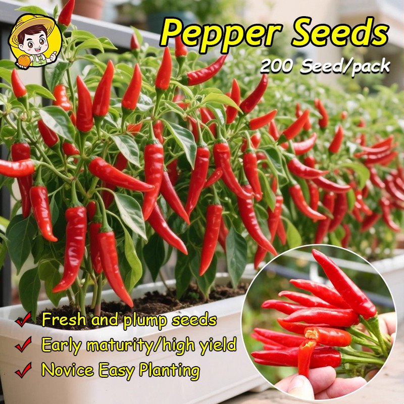 (Fast Growing 200 Seed) High Yield Super Spicy Siling Labuyo Seeds Red Hot Chili Pepper Seeds for Pl