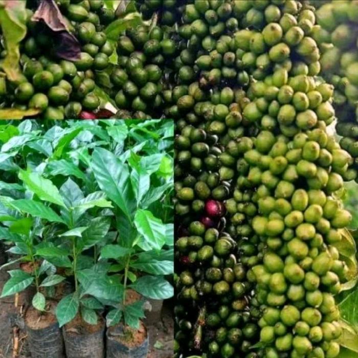 Paket 100 bibit kopi Robusta klon Bagio arsayd - Bagio