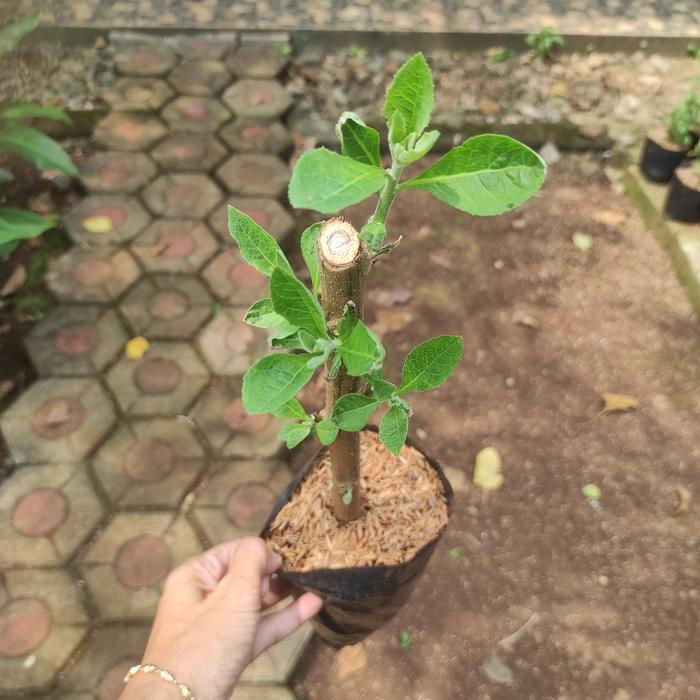 Jual Bibit Tanaman Afrika Daun Afrika Pohon Afrika