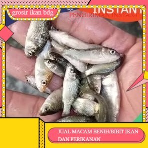 bibit ikan mas ukuran 3  jari per ekor  GROSIR BANDUNG grosir bdg