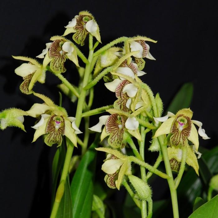 Anggrek Hutan Jenis Dendrobium - macrophyllum - macrophyllum