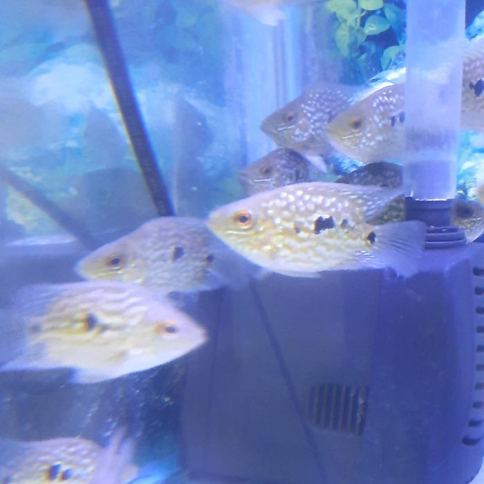 Ready IKAN HIAS IKAN TEXAS CICHLID SHORTBODY
