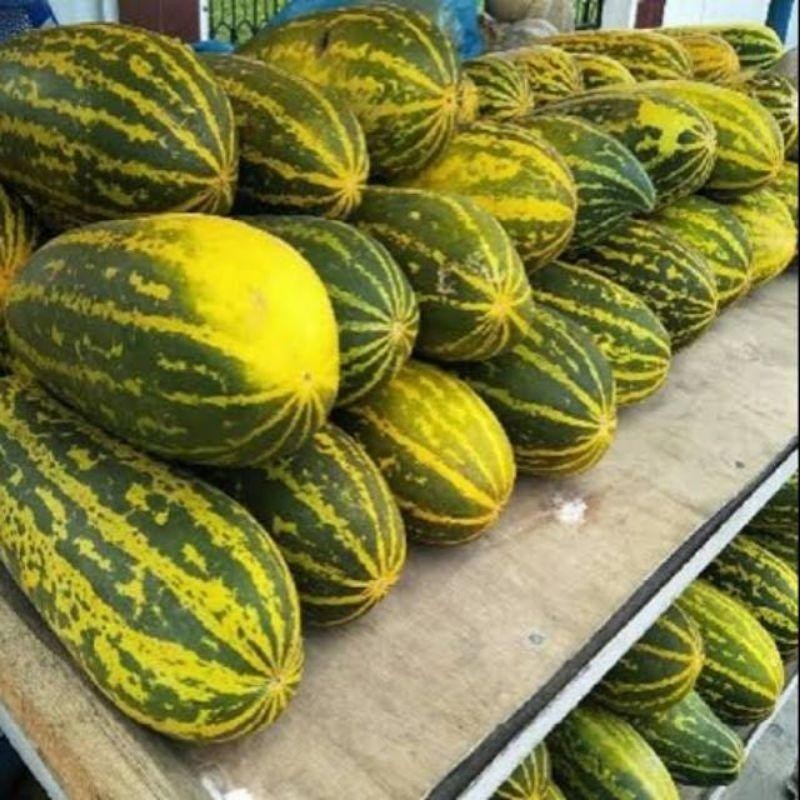 Benih Timun Suri Hijau Super Jumbo Unggulan