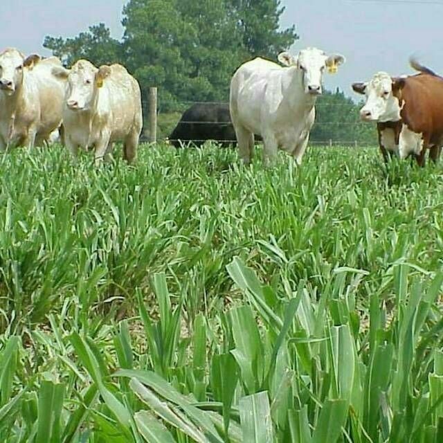 Benih biji rumput pakan ternak 1kg/rumput pakan sapi/kambing