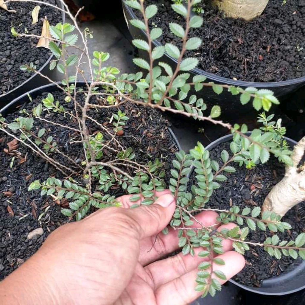 Bahan Bonsai Ulmus Super Micro Daun Kecil