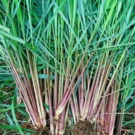 pohon sereh wangi bibit tanaman sereh wangi