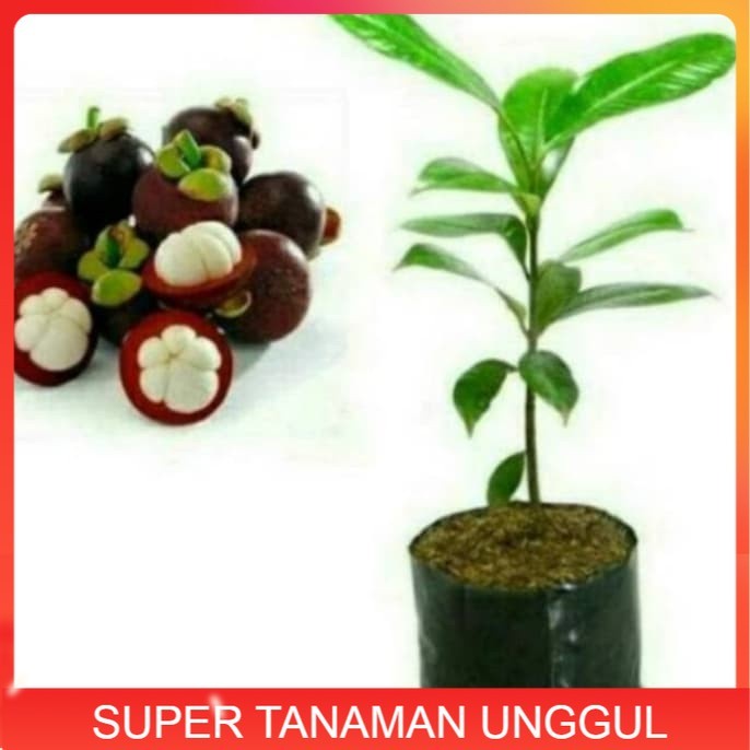 bibit manggis tanpa biji