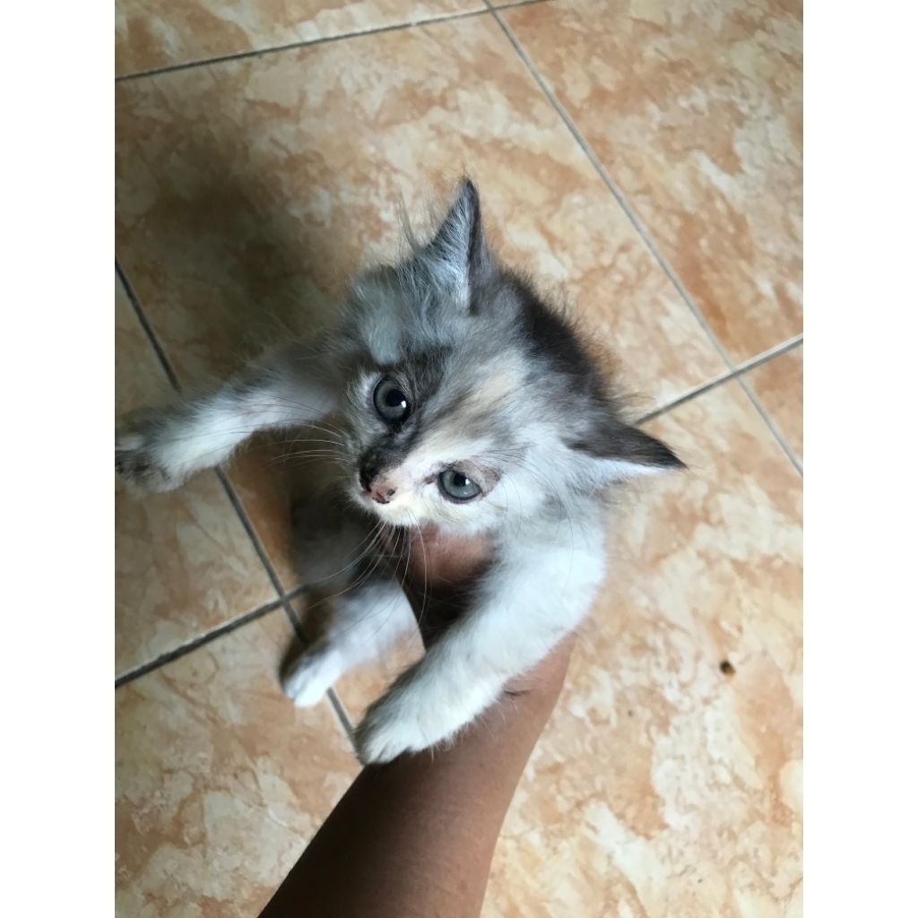 Kitten Persia x Anggora
