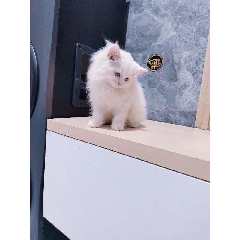 kucing persia Norwegian muchkin white mata biru