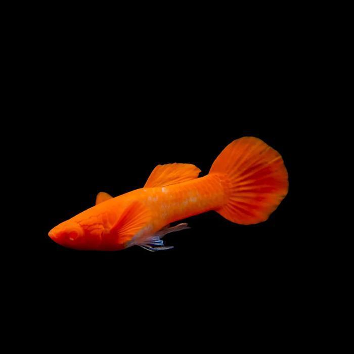 ikan Guppy Albino Koi Red Ear ( FULL RED EAR ) genetik KINGKOI IMPORT - JANTAN