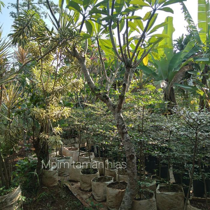 Pohon kamboja, Bunga kuning