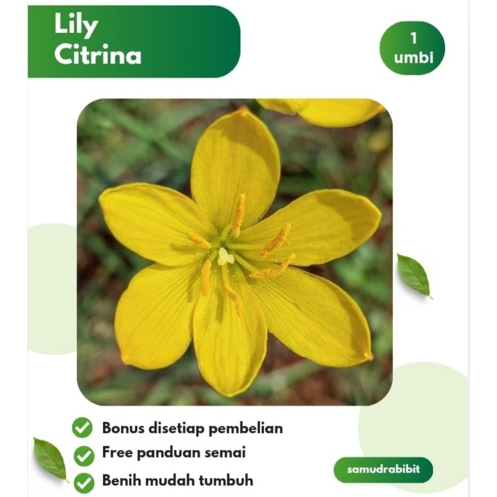 Umbi Bunga Lily Kuning Rain Lily Citrina