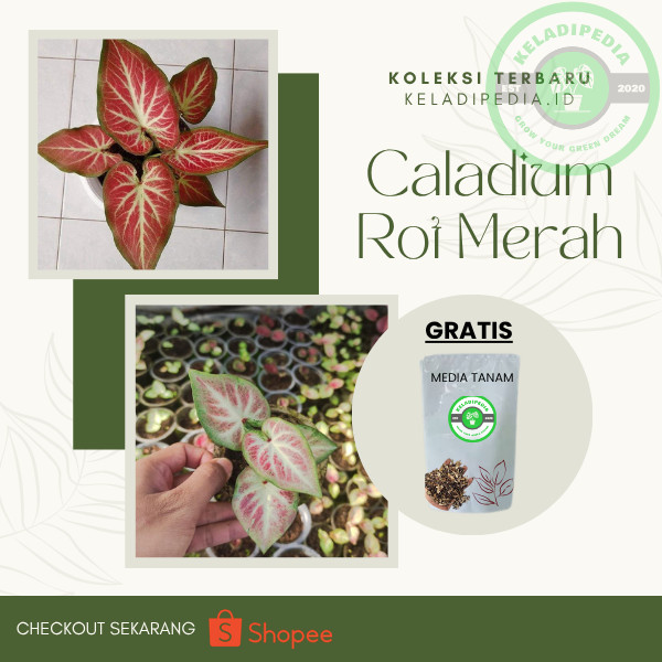 Keladi ROT Merah Caladium ROT Tanaman Hias Daun Merah Cantik Fresh Hidup