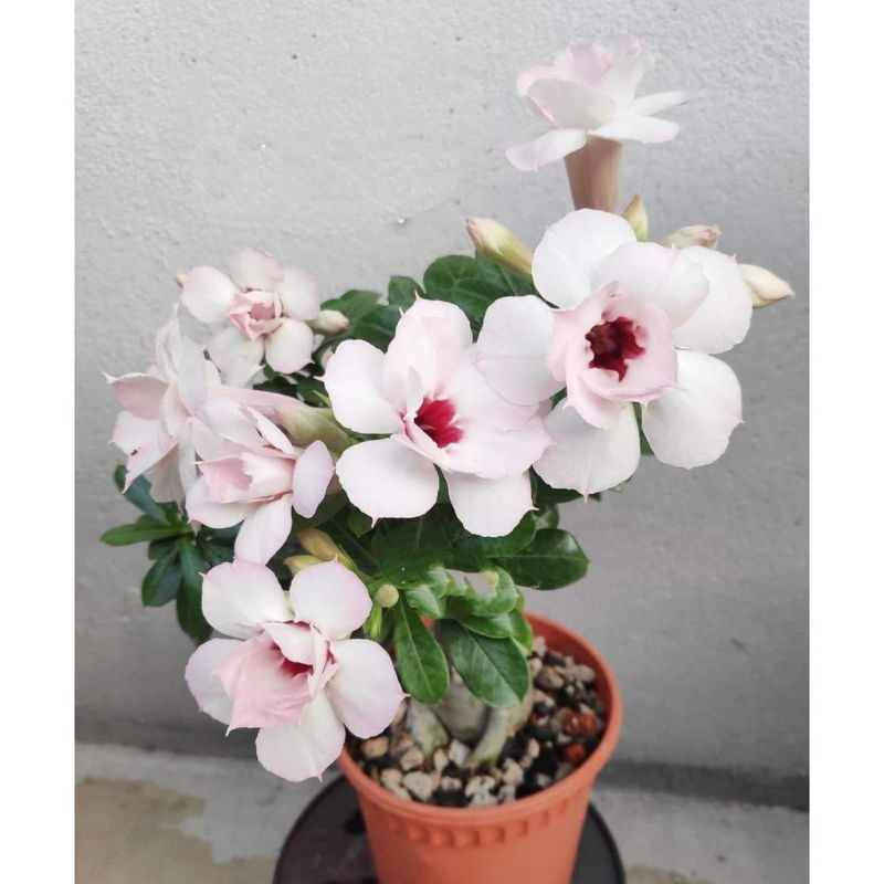 Adenium Kamboja Jepang Bunga Tumpuk Putih