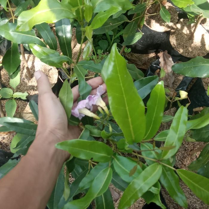 tanaman hias pohon tabebuya pink 1meter