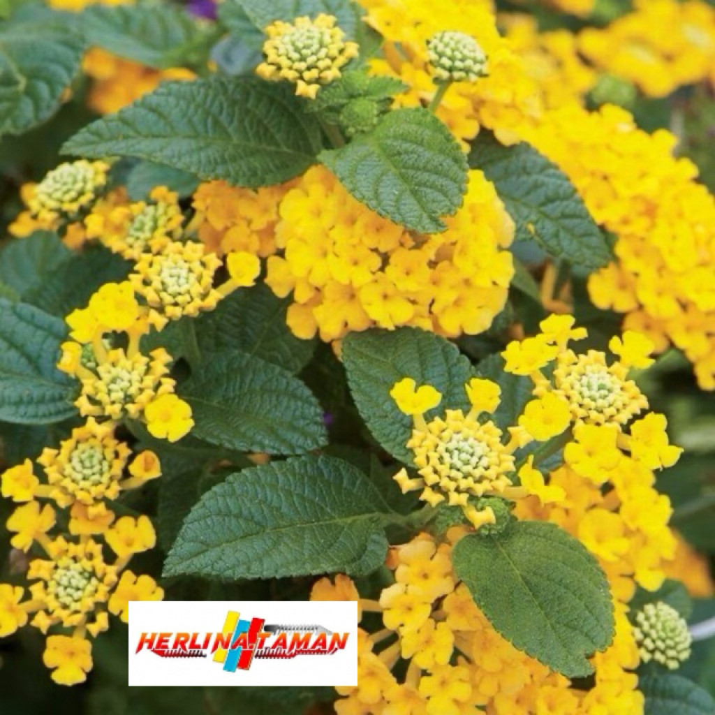 Tanaman Hias Lantana Bunga Kuning - Lamtana Kuning - Lantana - Centre