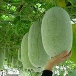buah kundur segar buah beligo baru petik 2 kg