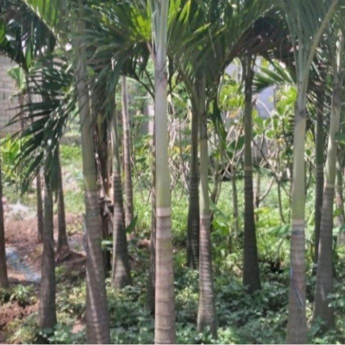 pohon palem putri. tanaman hias