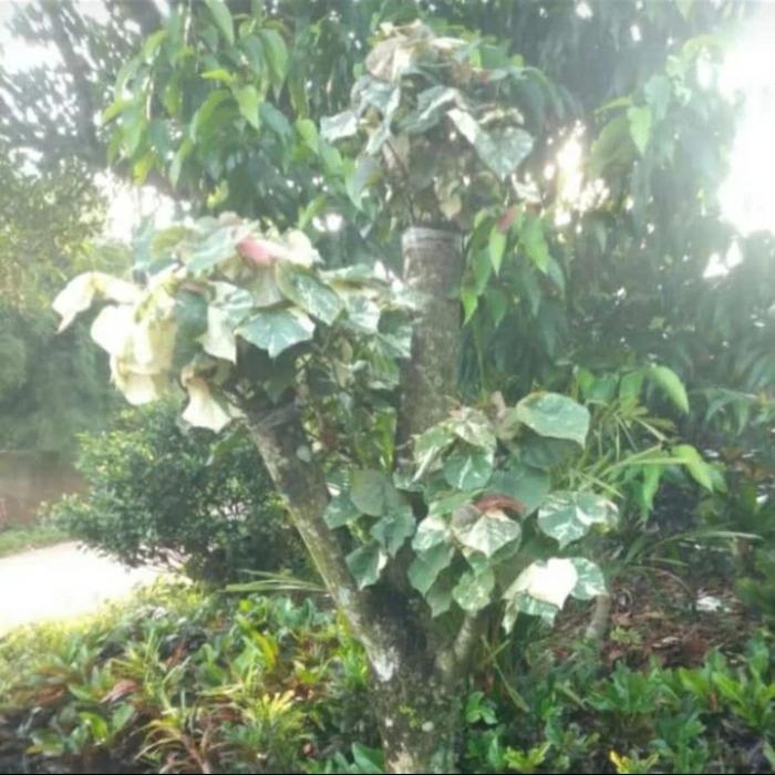 Tanaman Hias, Pohon Waru Varigata Batang besar, Tinggi pohon 2 Mtr.
