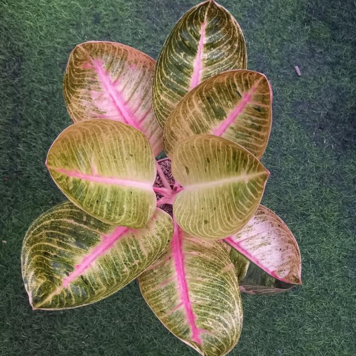Tanaman hias aglaonema aglonema goliath + Pot - Remaja Daun 5-6 ++