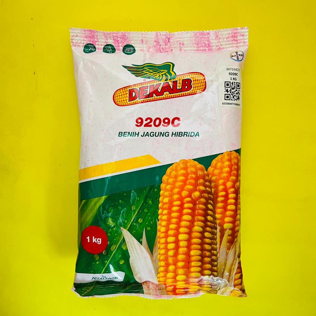 Benih jagung Hibrida DEKALB 771 dekalb 9209c isi 1 kg dari ACCELERON