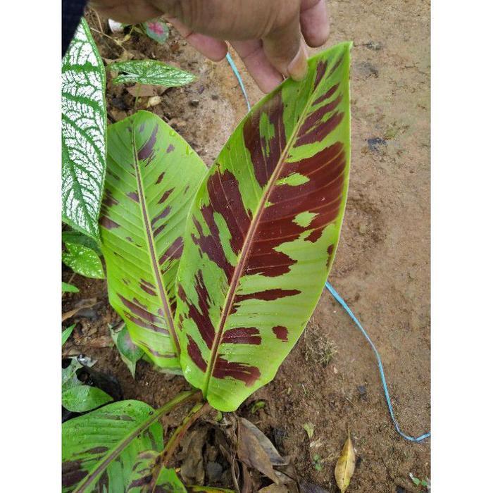 Pohon pisang varigata merah - banana blood - tanaman hias populer - Banana blood, M