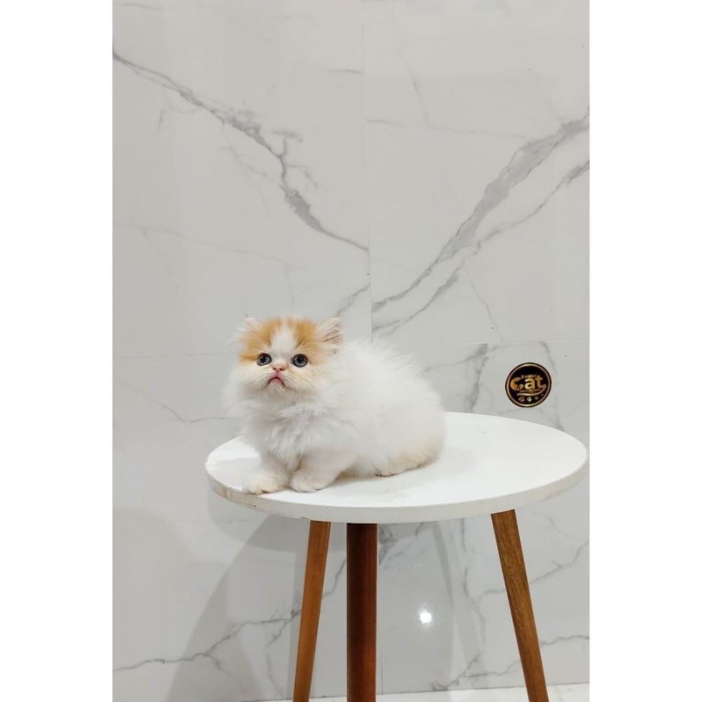 kucing persia muchkin kaki pendek