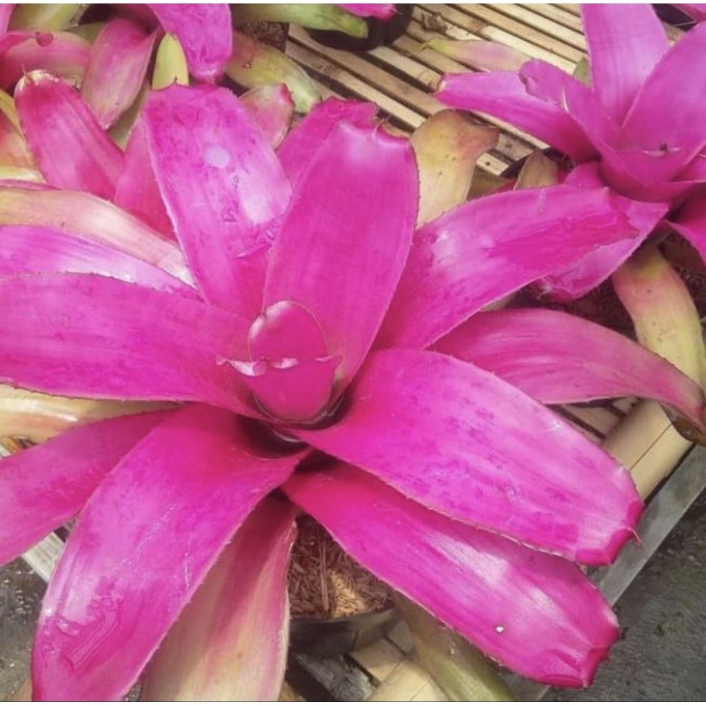 Pohon Bromelia Pink Grass Tanaman Hias Bromelia Pink