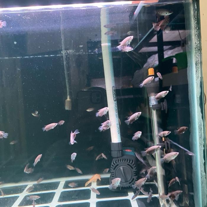Ready Ikan gurame sabah malaysia