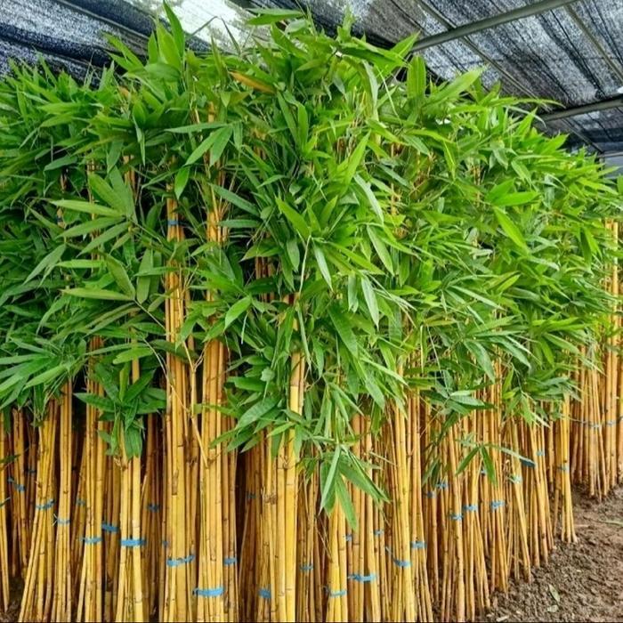 Tanaman Hias Bambu kuning panda perumpun 6-7 batang Tinggi 2 meter