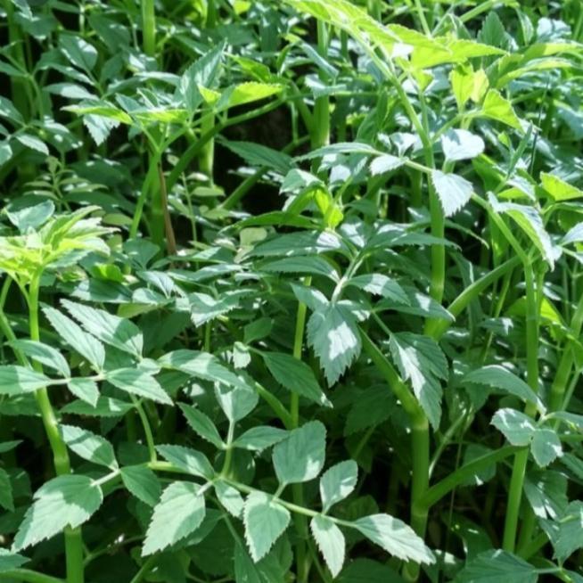 lalapan tespong / bibit tespong 500 gram - benih
