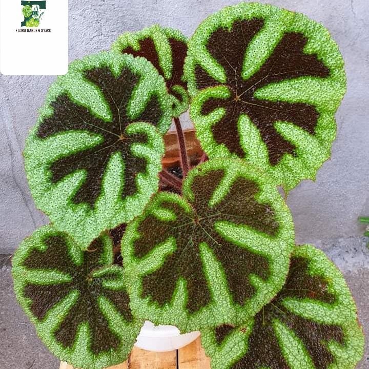 Tanaman hias Begonia Tapak Macan - BegoniaTapak Macan