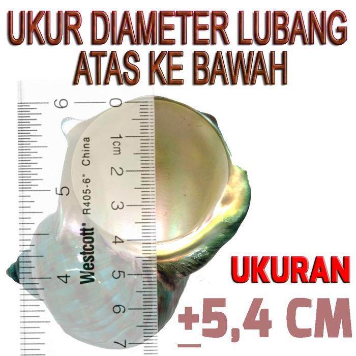READY T Sarmaticus shell cangkang rumah kelomang umang umang pompongan keong - 5CM