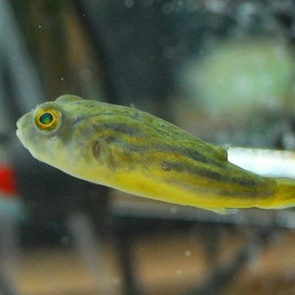 Ready HIASAN AQUARIUM BUNTAL PUFFER FAHAKA FRESHWATER IKAN HIAS