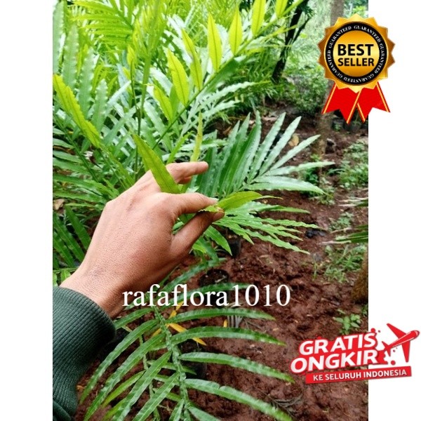 pohon peneduh tiara payung tanaman hias