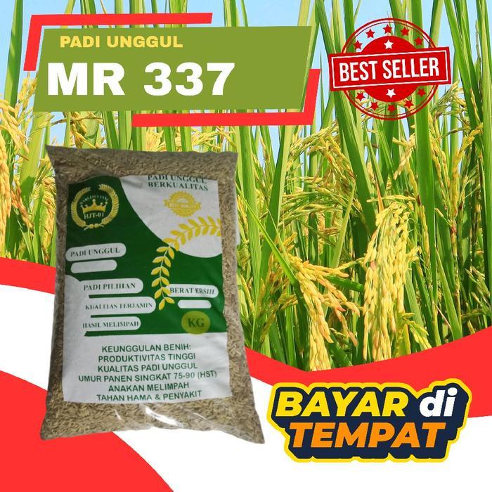 10kbibit padi Mr 337 kemasan bibit padi unggul .