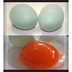 Telur Bebek Mentah Segar dengan Kuning Telur Omega Orange