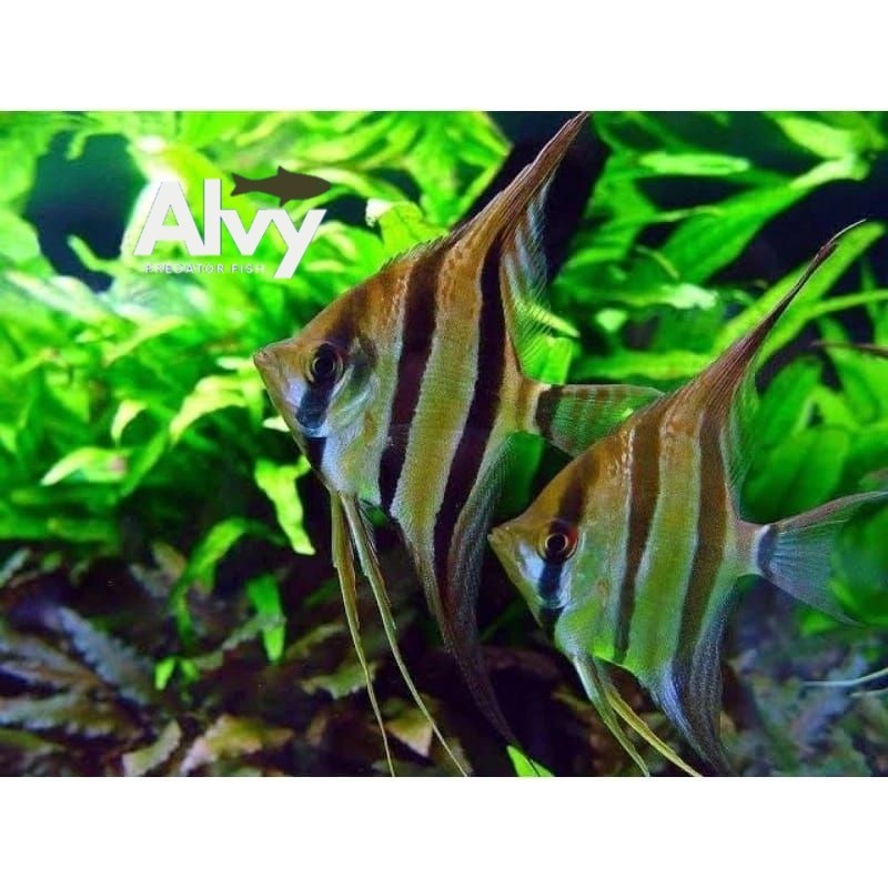 hiasan aquarium manfish SEPASANG altum angelfish sz M