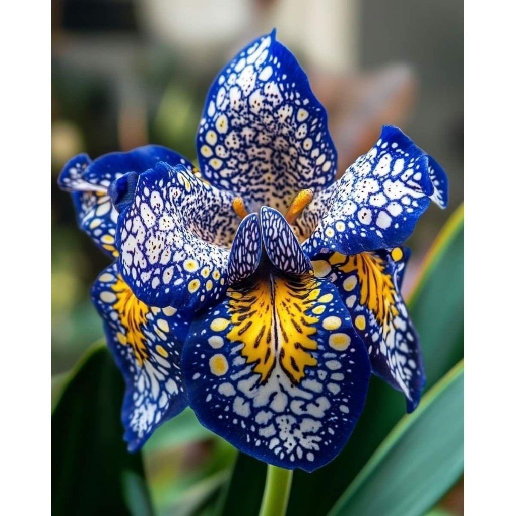 PROMO!!ANGGREK DENDROBIUM DEWASA / BUNGA ANGGREK DENDROBIUM DEWASA / BUNGA HIAS ANGGREK