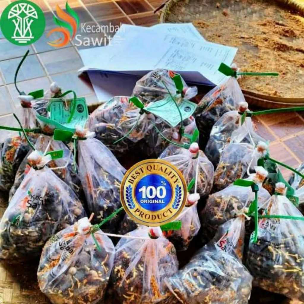 Bibit Kecambah Kelapa Sawit Unggul PPKS Varietas Dxp 239 - Isi 250 Butir Bersertifikat Resmi