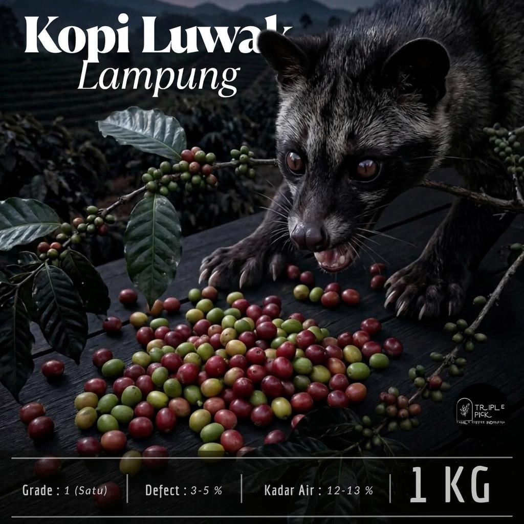 Biji kopi LUWAK LAMPUNG / Green bean LUWAK liar Gayo bersertifikat