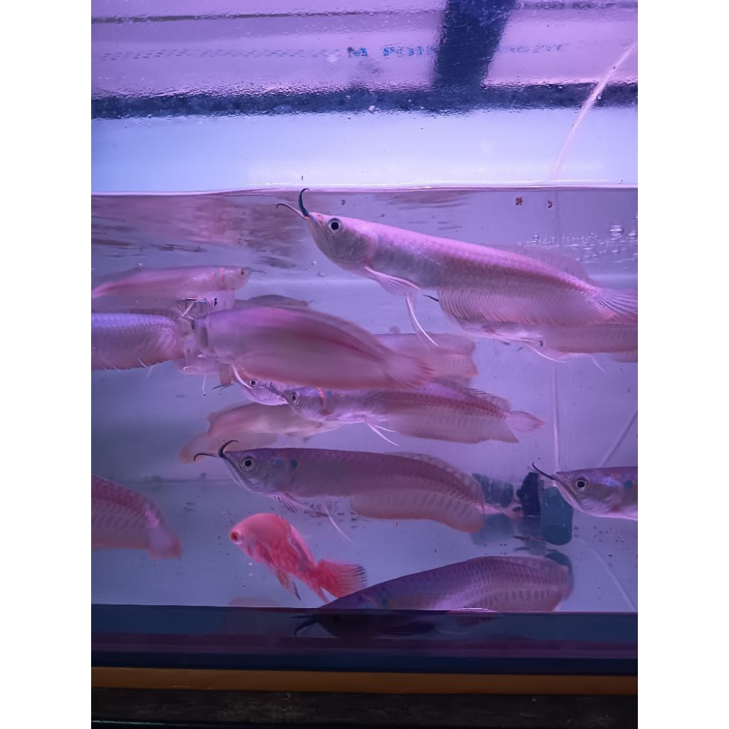 Hiasan Arwana silver 12-13 cm Bergaransii selamat bisa COD