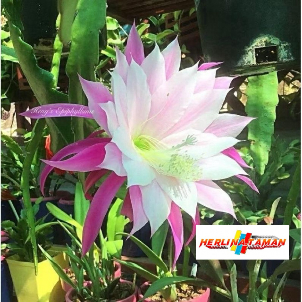TERCANTIK Tanaman hias Wijaya Kusuma bunga putih tumpuk besar / Wijaya Kusuma bunga