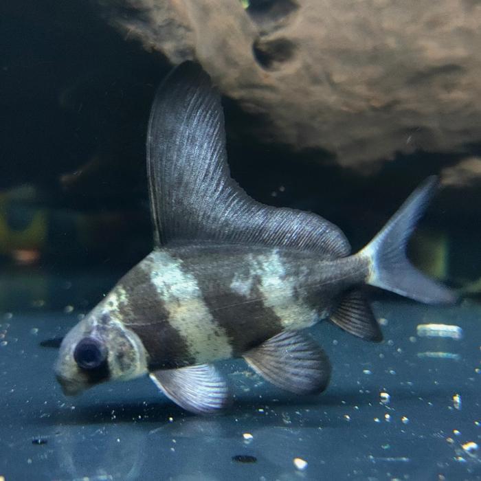 Ready IKAN HIAS CHF TANKMATE IKAN PREDATOR