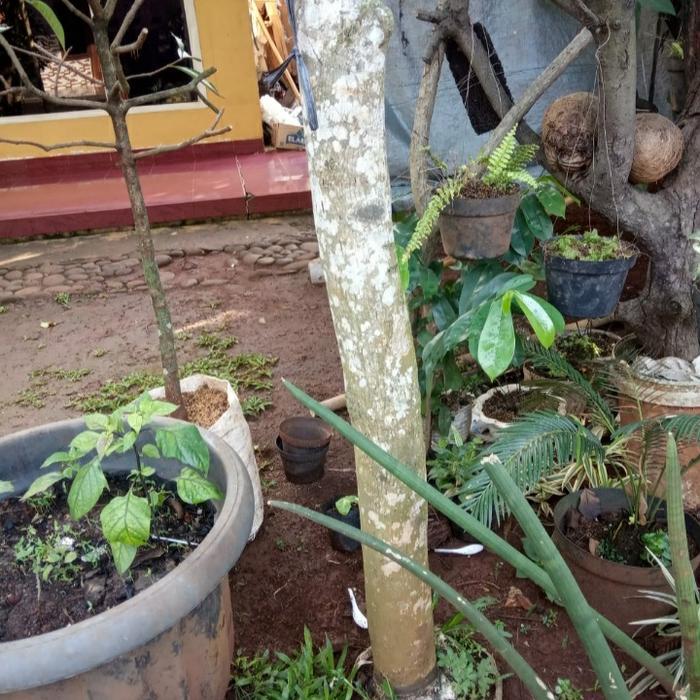 Pohon Angsana