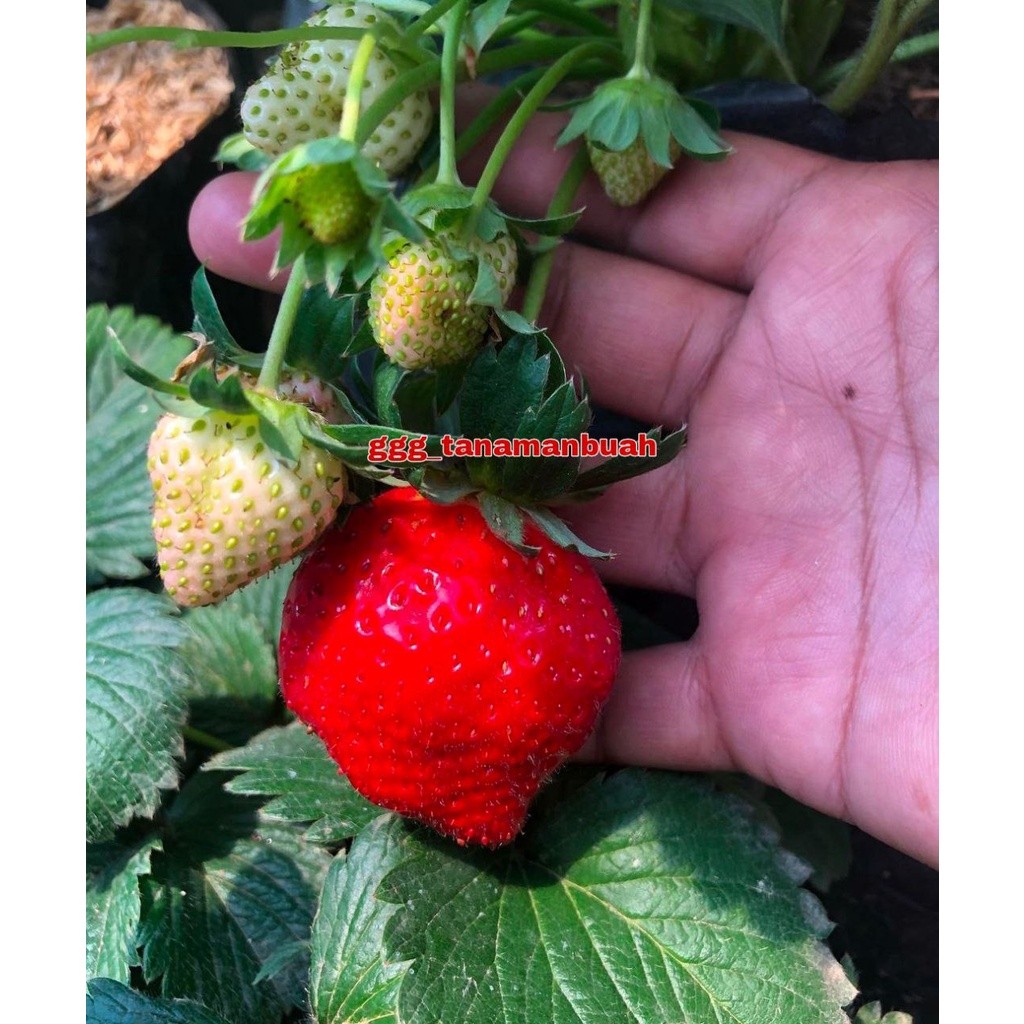 Bibit Strawberry Jumbo Manis Super Cepat Berbuah
