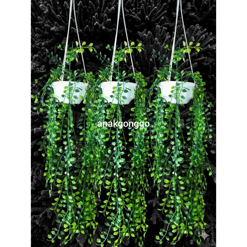 Bunga Grosir Jakarta 3 Daun Kemuning Artificial Rambat Juntai dan 3 Pot Gantung Cendana Putih Plasti