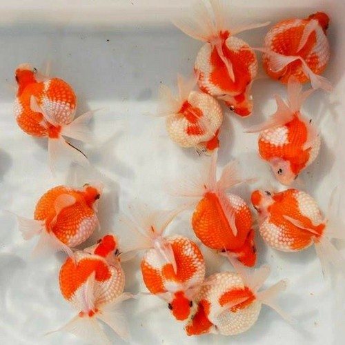 ikan mas koki / ikan mas koki mutiara termurah rw prekor