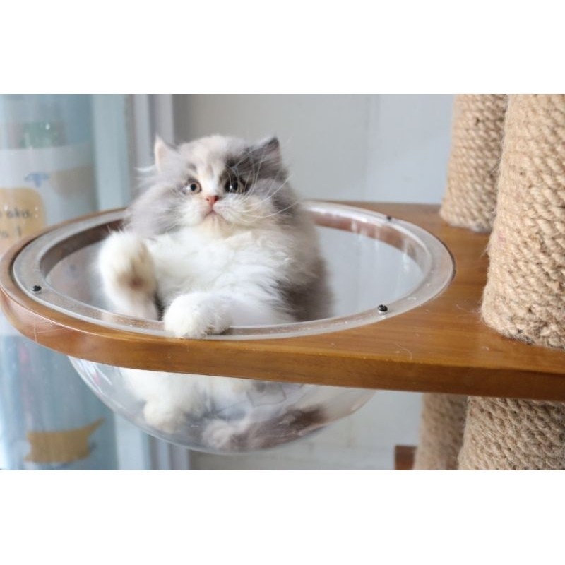 KUCING PERSIA HIMALAYA RAGDOLL NORWEGIAN MUNCHKIN BY TAMARA CAT HOUSE