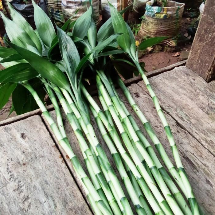 Tanaman Bambu hoki/kole stek 30 cm